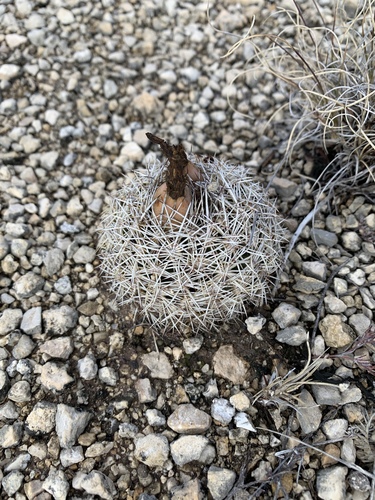 Coryphantha echinus