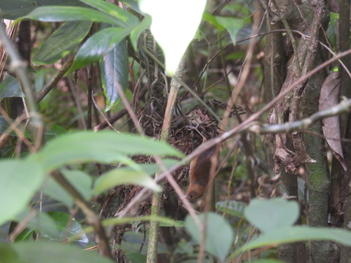 Kalinago Wren (Troglodytes martinicensis), photo 2