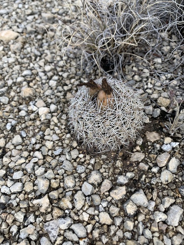 Coryphantha echinus