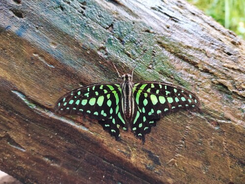 Graphium agamemnon
