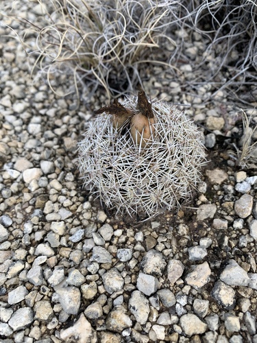 Coryphantha echinus