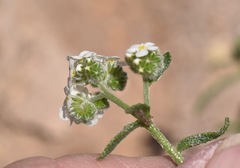 Cryptantha utahensis