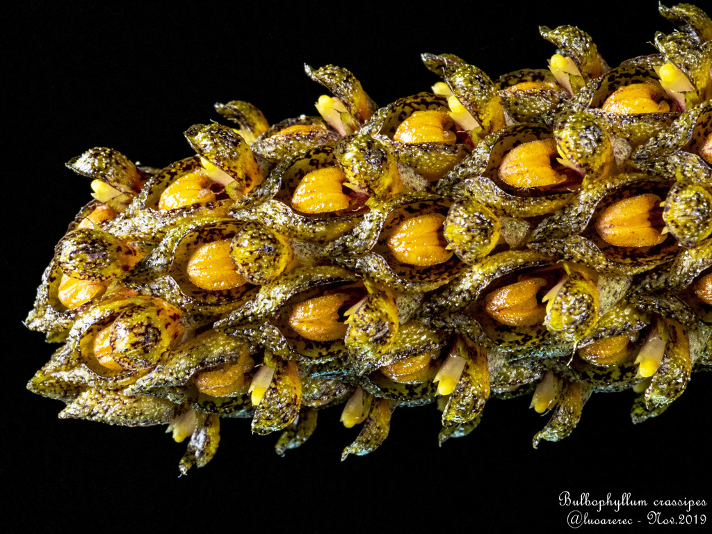 Bulbophyllum Sect. Racemosae
