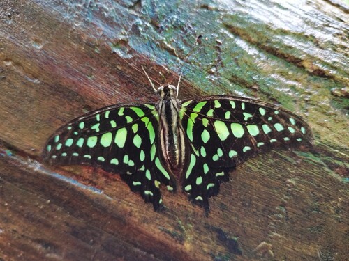 Graphium agamemnon