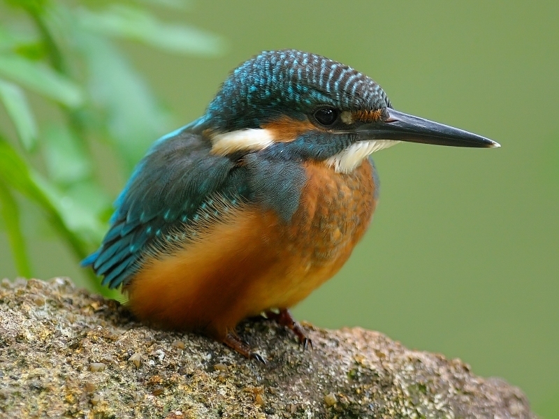 Common Kingfisher