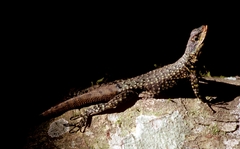 Tropidurus etheridgei