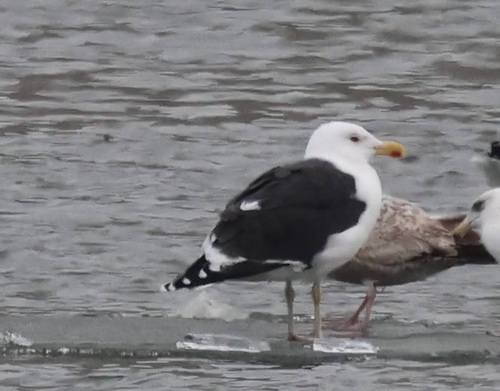 Great Black-backed Gull