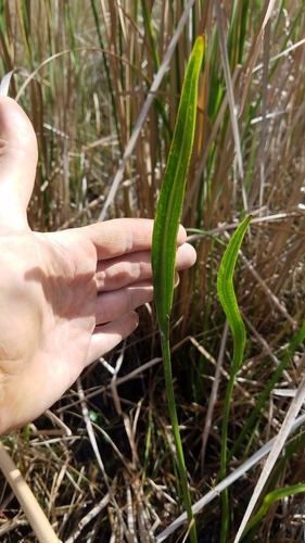Sagittaria lancifolia image