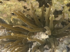 Isoaulactinia stelloides