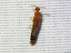 Distremocephalus texanus