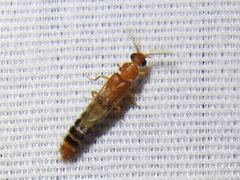 Distremocephalus texanus