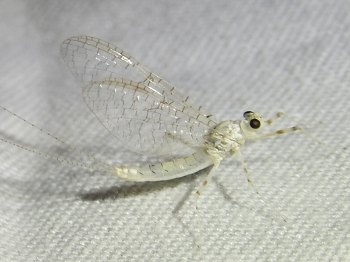 Maccaffertium mexicanum integrum