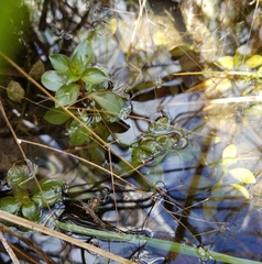 Ludwigia repens