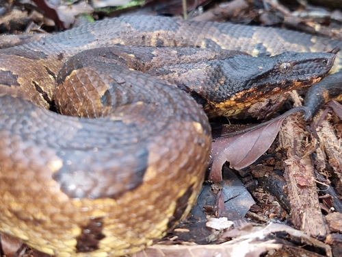 Candoia aspera observed 2026-02-18