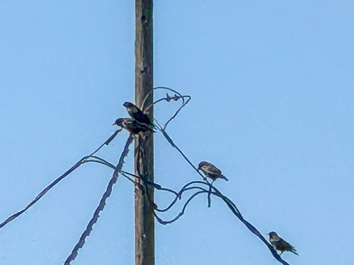 Fish Crow (Corvus ossifragus), photo 9