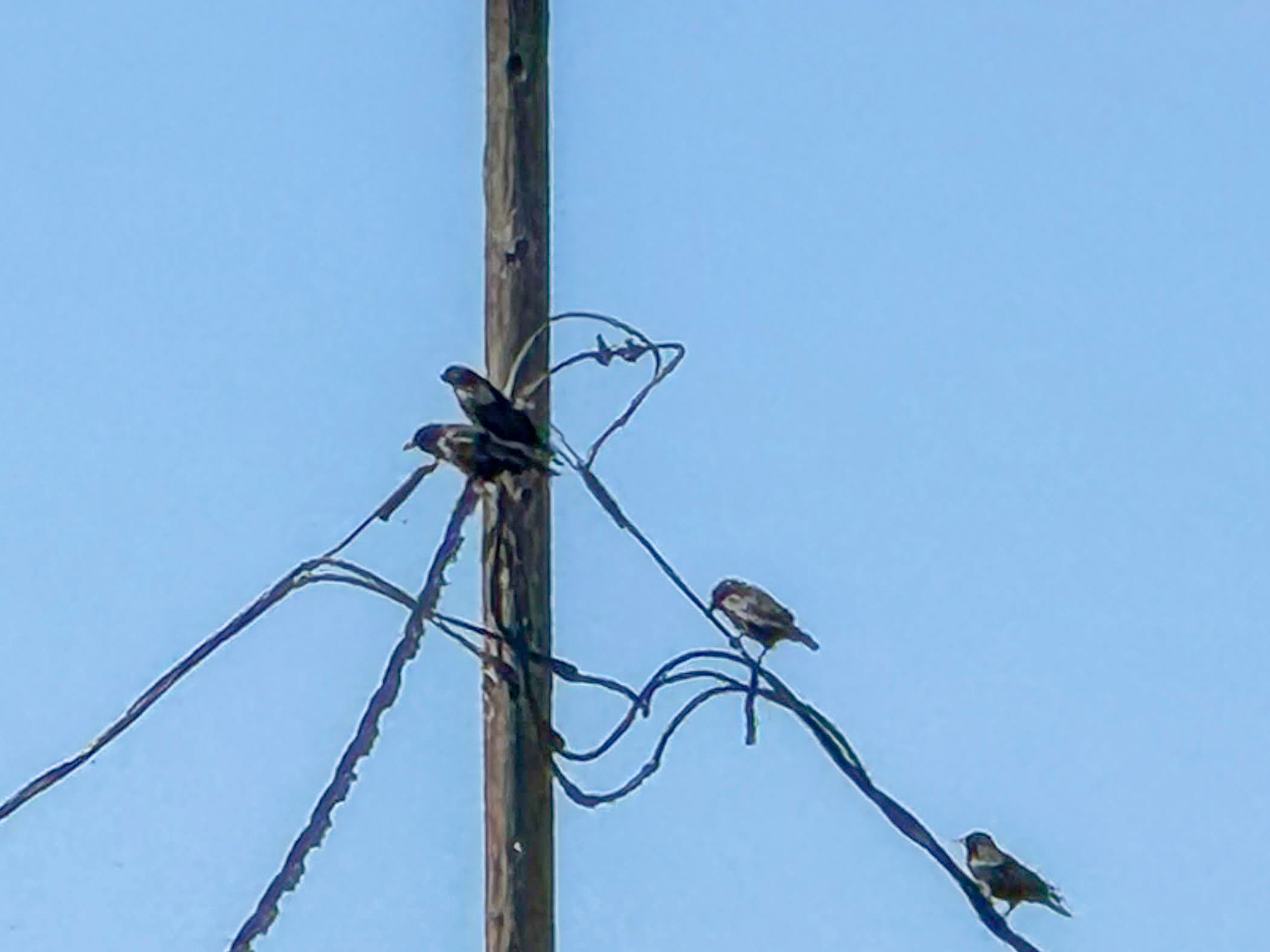 Fish Crow (Corvus ossifragus), photo 9