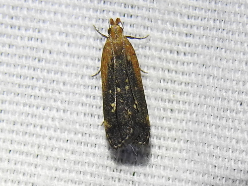 Coneflower Moth photo 5