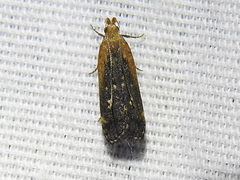 Dichomeris costarufoella