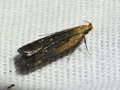 Dichomeris costarufoella