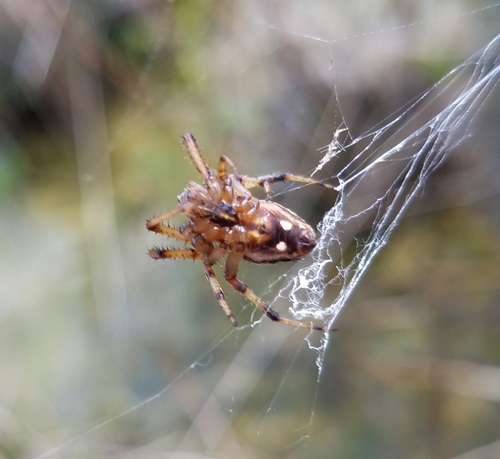 Marsh Orbweaver
