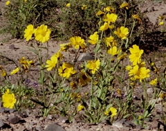 Verbesina aurita
