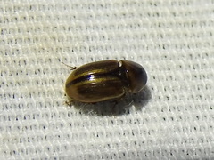 Labarrus cincticulus