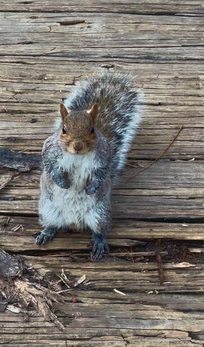 Eastern Gray Squirrel