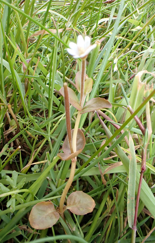 Epilobium insulare observed 2026-02-17