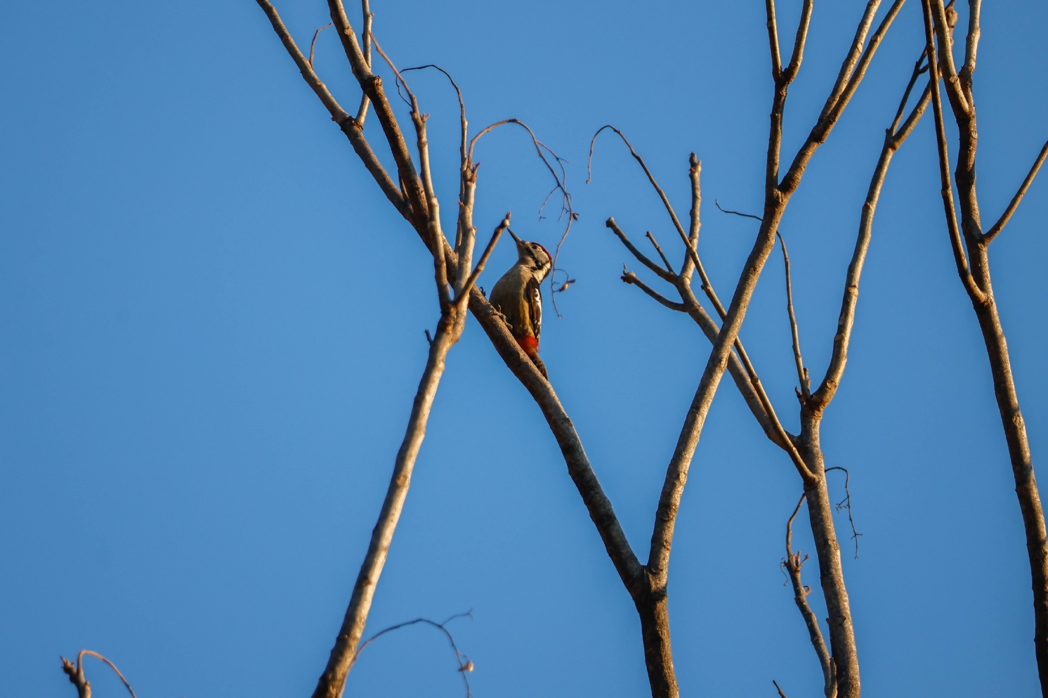 Himalayan Woodpecker (Dendrocopos himalayensis), photo 1