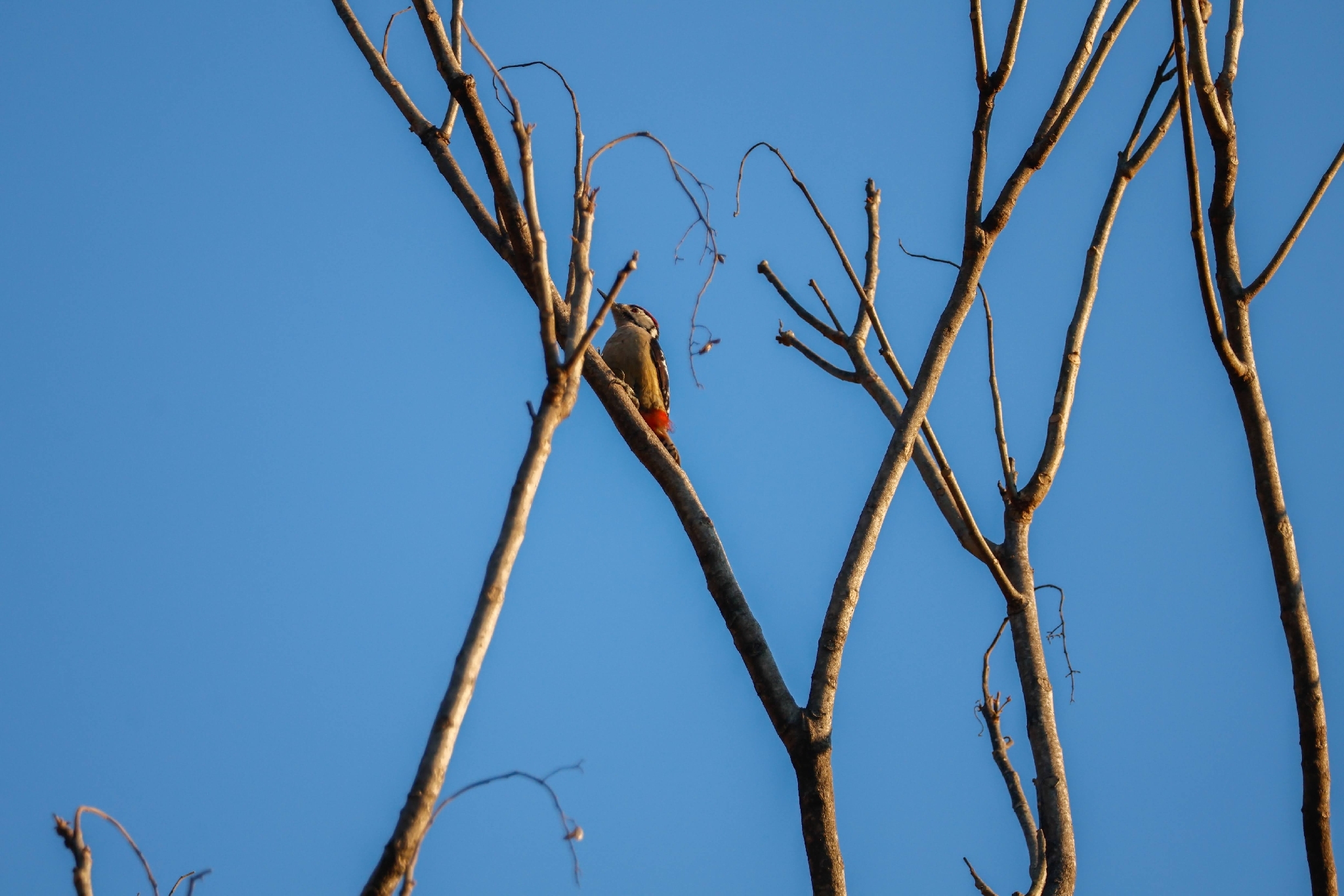 Himalayan Woodpecker (Dendrocopos himalayensis), photo 2