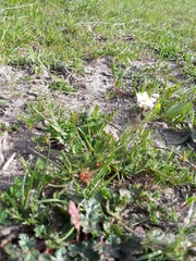 Spergula