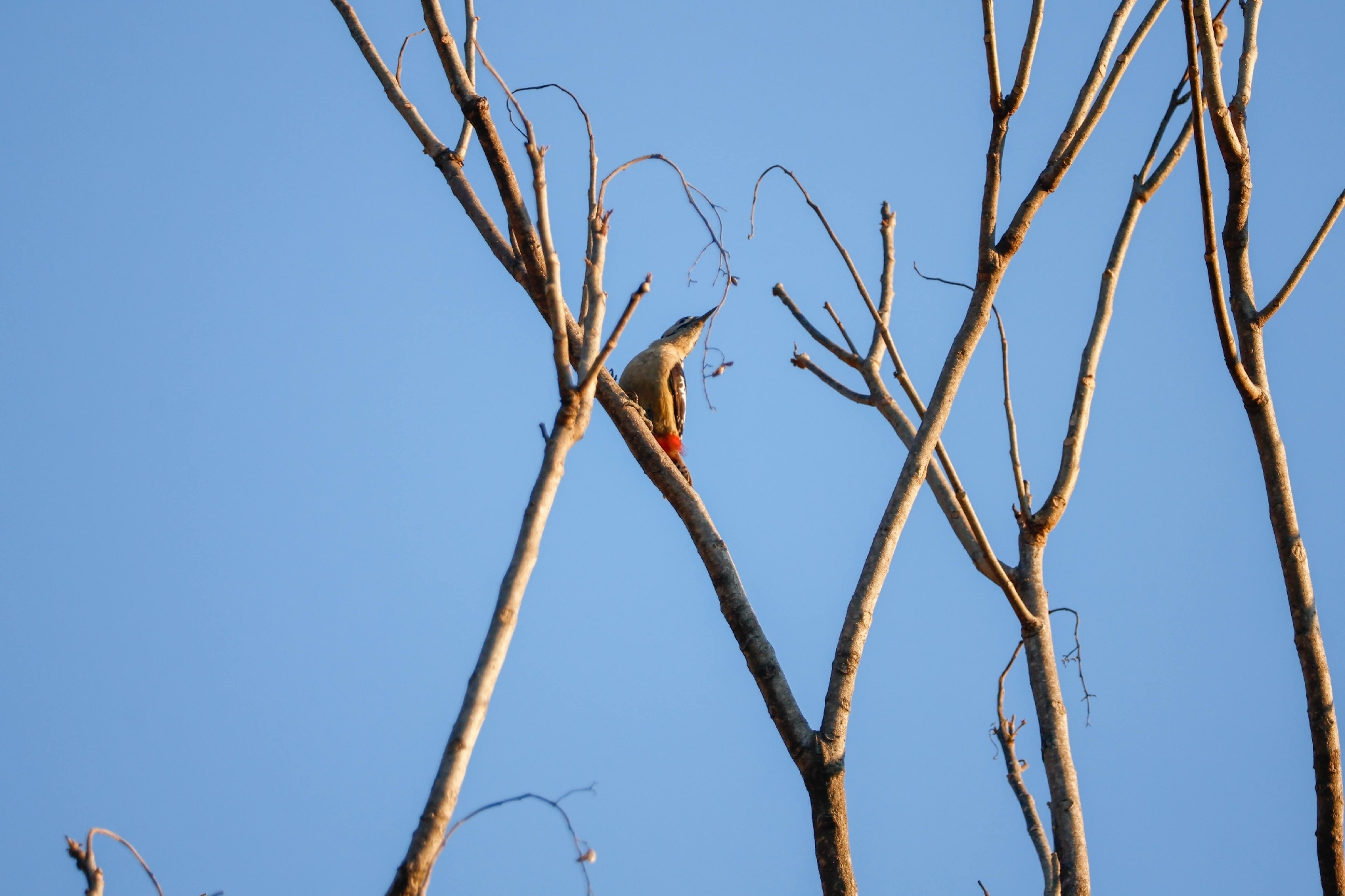 Himalayan Woodpecker (Dendrocopos himalayensis), photo 3