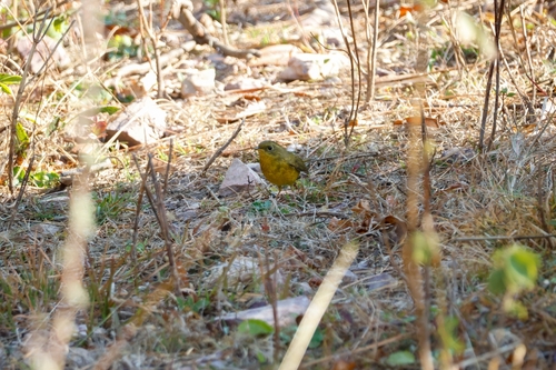 Golden Bush Robin (Tarsiger chrysaeus), photo 2
