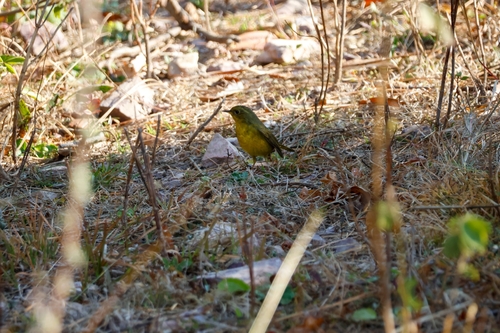 Golden Bush Robin (Tarsiger chrysaeus), photo 3