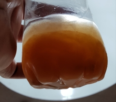 Noctiluca scintillans