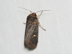 Proteuxoa hydraecioides