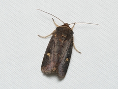 Proteuxoa hydraecioides