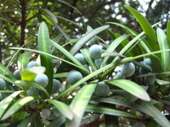 Podocarpus macrophyllus