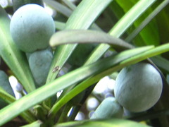 Podocarpus macrophyllus