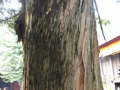 Podocarpus macrophyllus