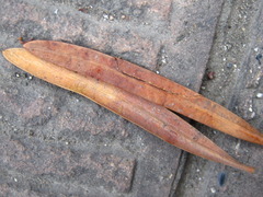 Podocarpus macrophyllus