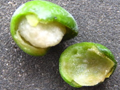 Podocarpus macrophyllus