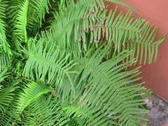 Pteris vittata