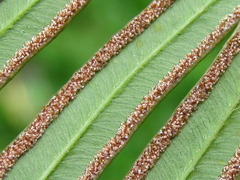 Pteris vittata