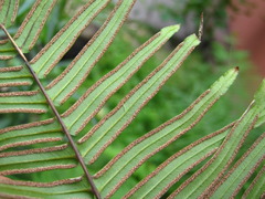 Pteris vittata