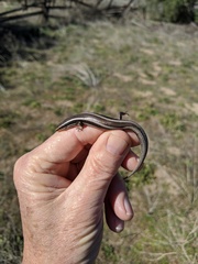 Plestiodon skiltonianus interparietalis