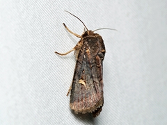 Proteuxoa hydraecioides