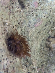 Anemonia sargassensis