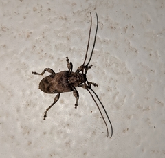Lagocheirus araneiformis