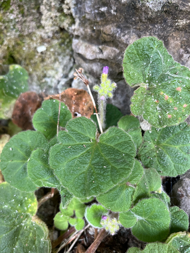 Primula persimilis